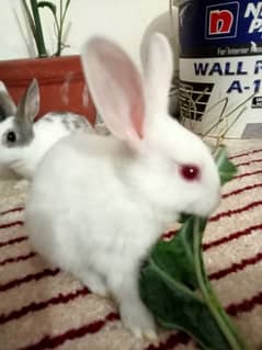 Beautiful & Fancy Rabbits Sale