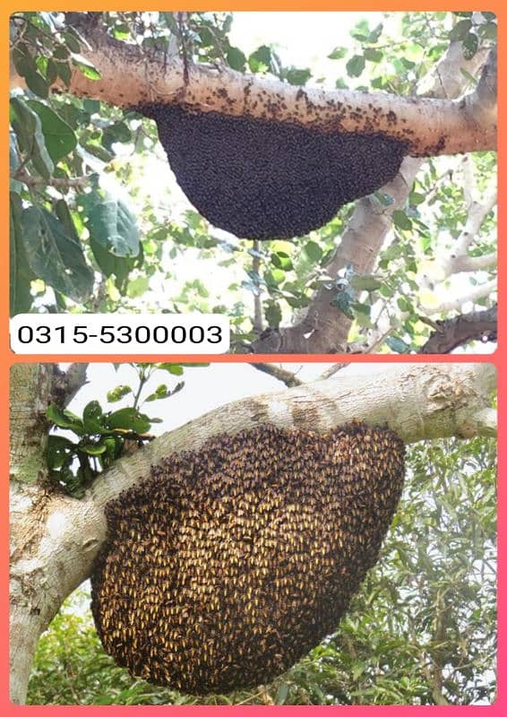 pure honey, خالص جنگلی شہد، khalis shehad, bee pollen, bee wax, موم 1