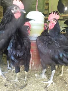 Australorp