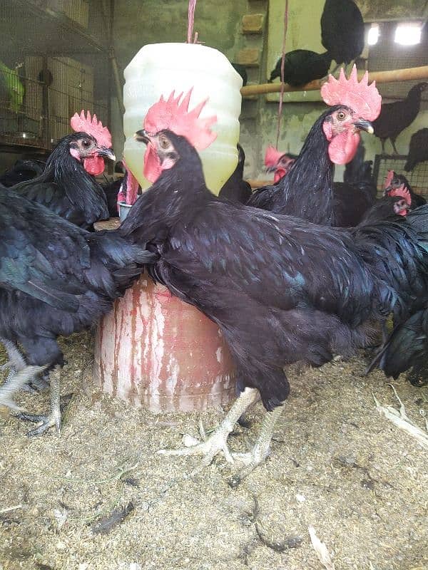 Australorp Males 1