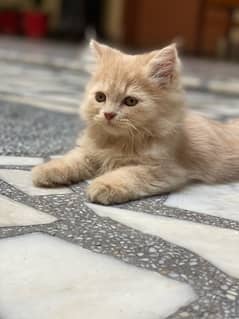 persian kittens for sale