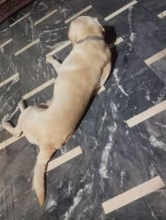 labrador