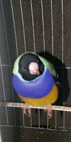 Gouldian Finch