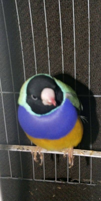 Gouldian Finch 0