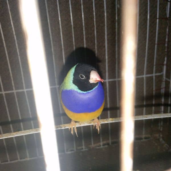 Gouldian Finch 1