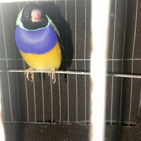 Gouldian Finch 3