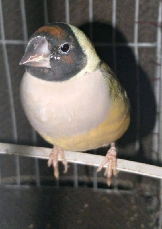 Gouldian Finch 4