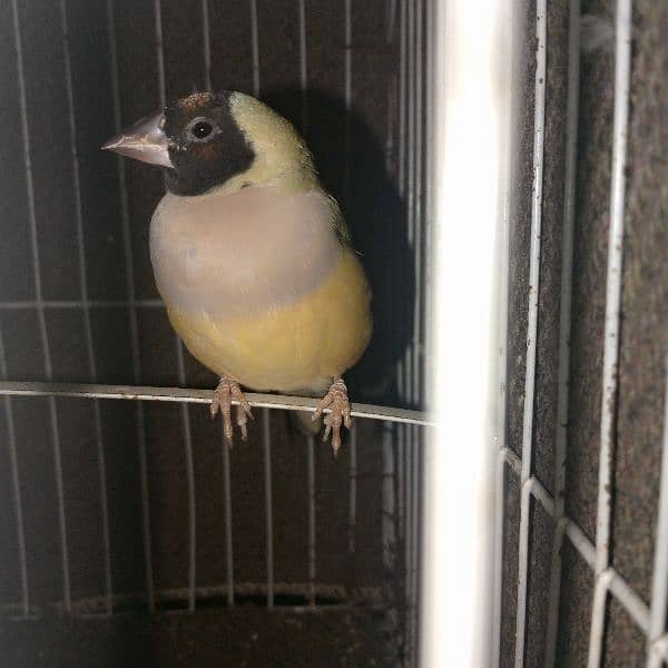 Gouldian Finch 5