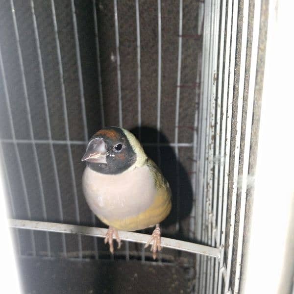 Gouldian Finch 6