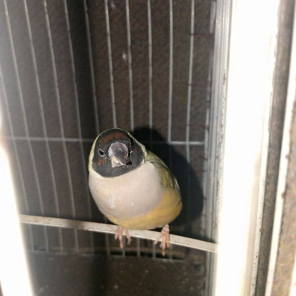 Gouldian Finch 7