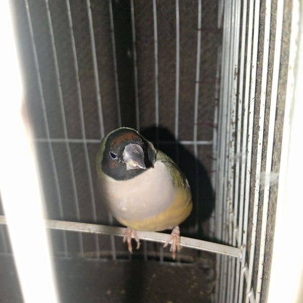 Gouldian Finch 8