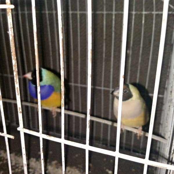 Gouldian Finch 10