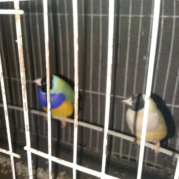 Gouldian Finch 11