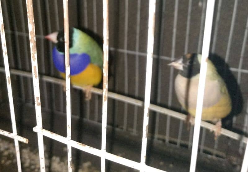 Gouldian Finch 12