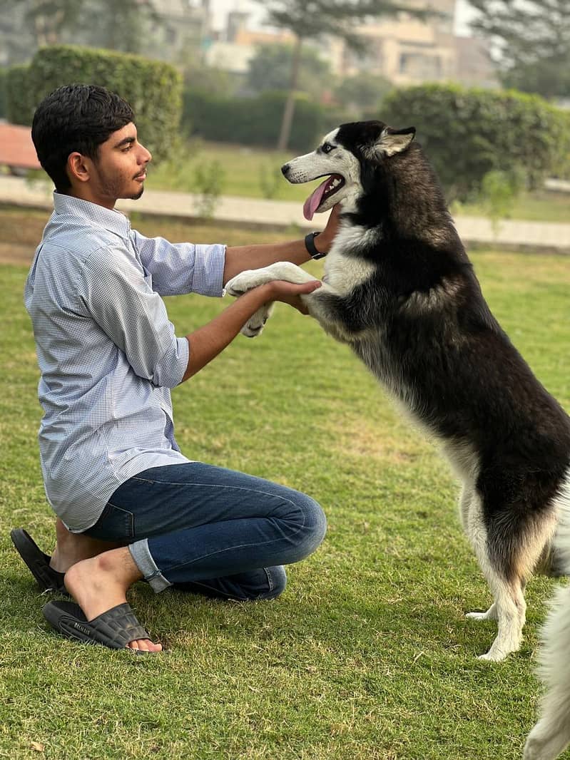 siebarien husky pair adult black male white female 1