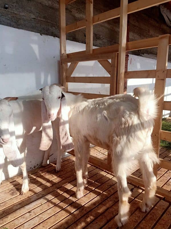 Gulabi Bakra Bakri Pair for sale 0