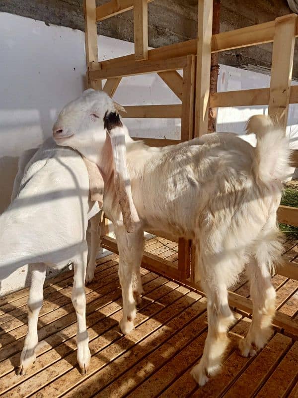 Gulabi Bakra Bakri Pair for sale 1