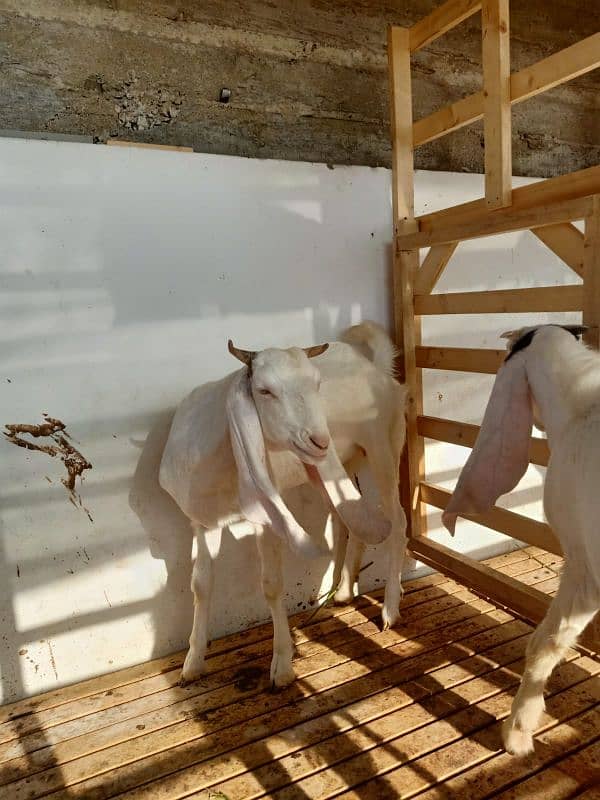 Gulabi Bakra Bakri Pair for sale 3