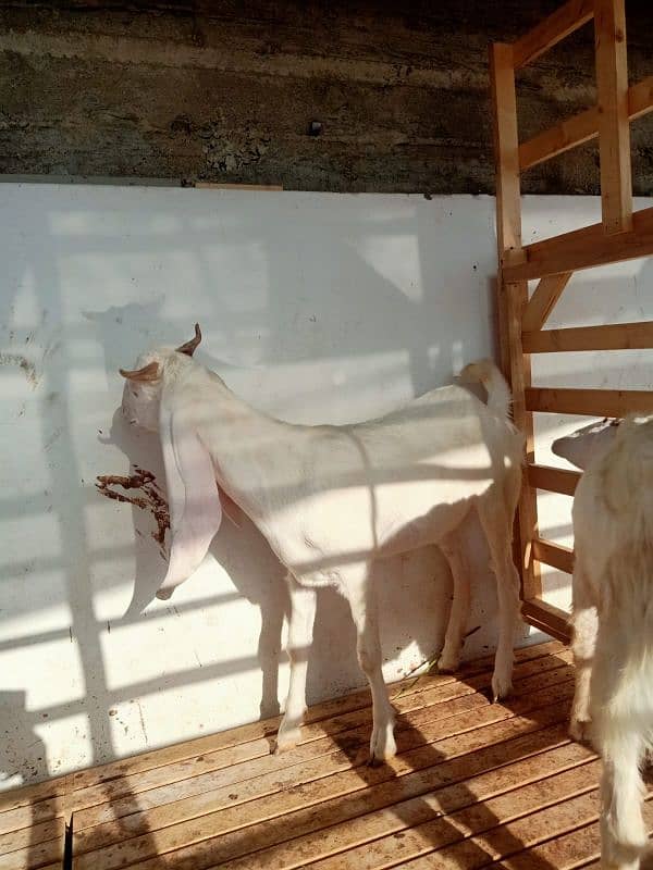 Gulabi Bakra Bakri Pair for sale 4