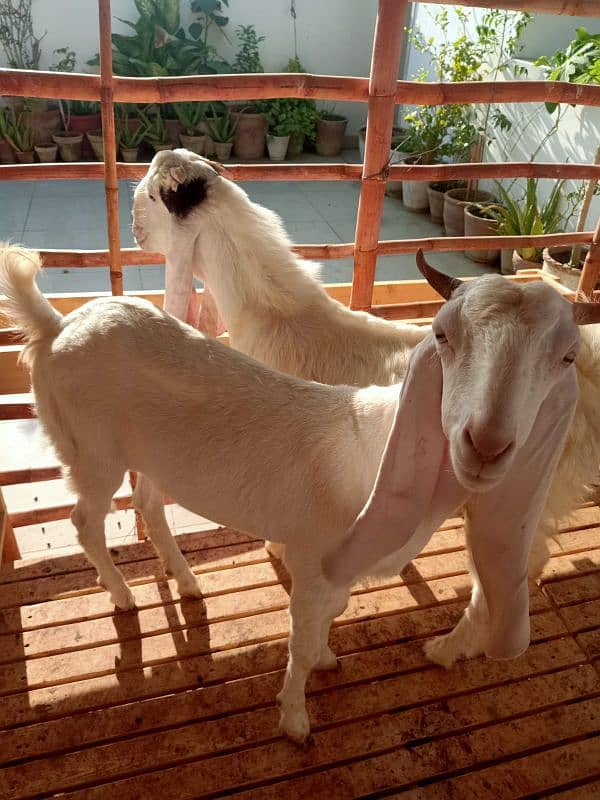 Gulabi Bakra Bakri Pair for sale 5