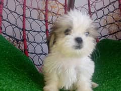 shihtzu puppies for sale in karachi