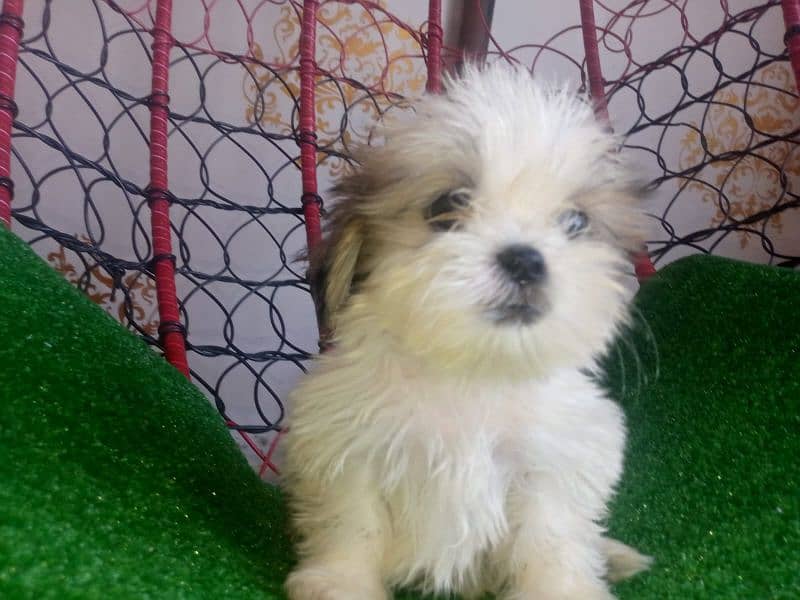 shihtzu puppies for sale in karachi 0