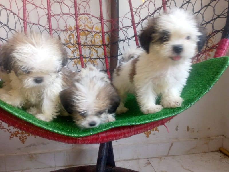 shihtzu puppies for sale in karachi 1