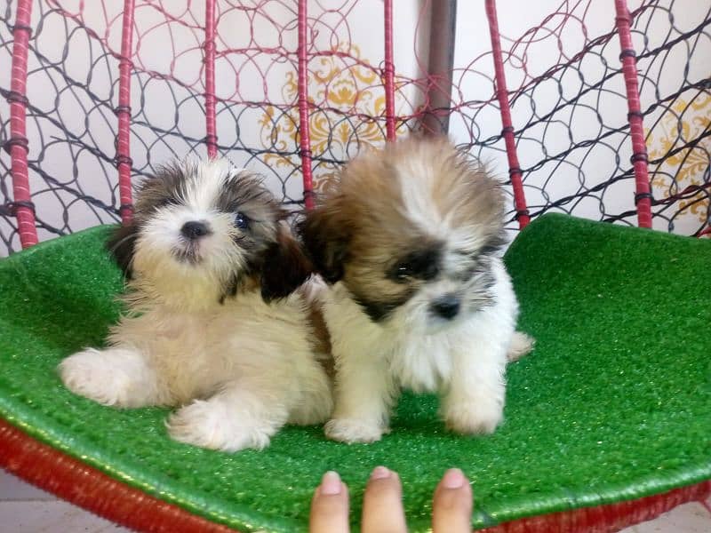 shihtzu puppies for sale in karachi 2