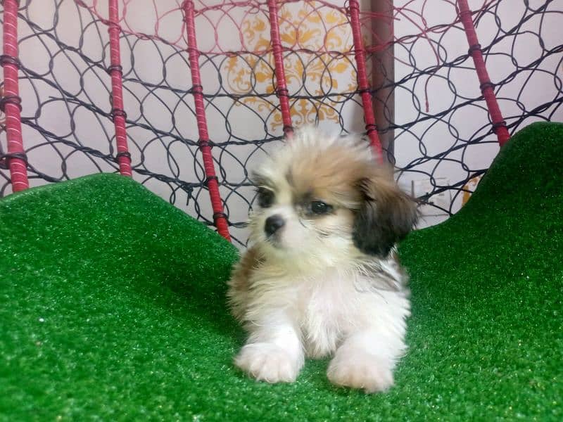 shihtzu puppies for sale in karachi 3