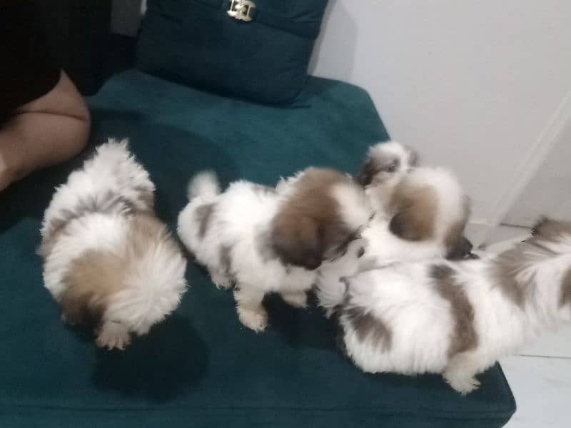 shihtzu puppies for sale in karachi 4