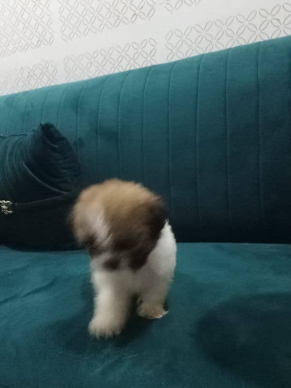 shihtzu puppies for sale in karachi 5