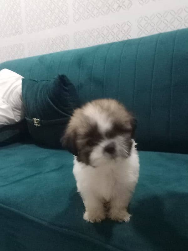 shihtzu puppies for sale in karachi 6