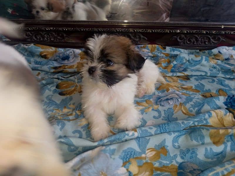 shihtzu puppies for sale in karachi 7