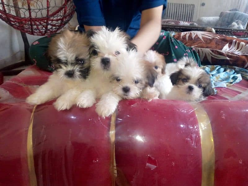 shihtzu puppies for sale in karachi 8