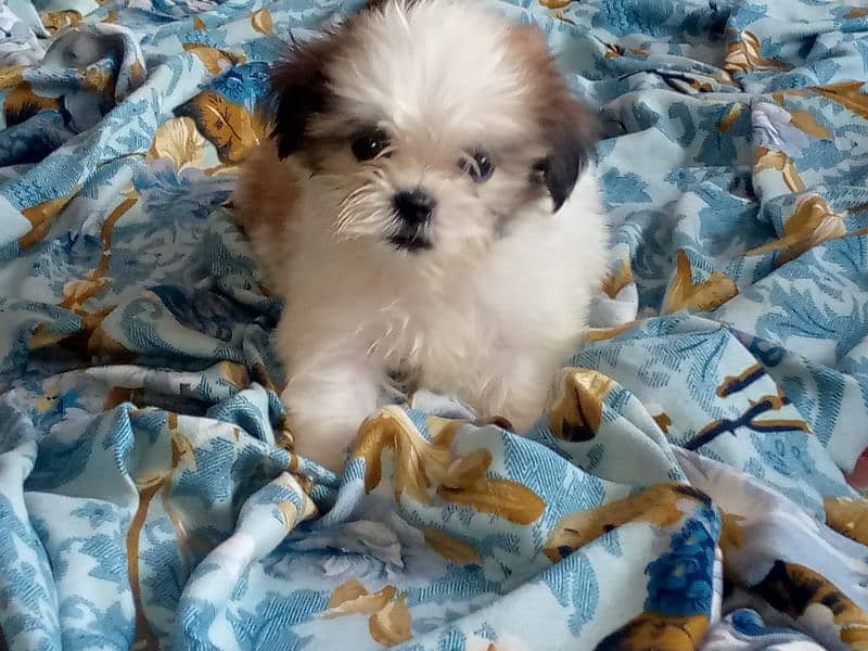 shihtzu puppies for sale in karachi 9