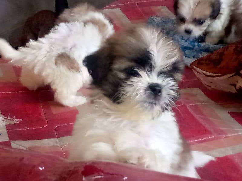 shihtzu puppies for sale in karachi 10