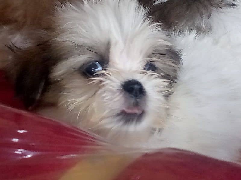 shihtzu puppies for sale in karachi 11