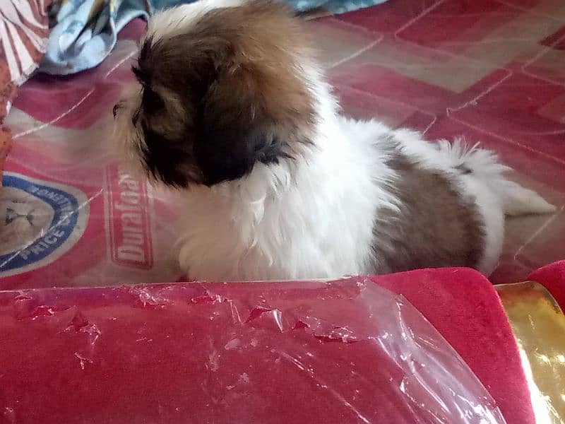 shihtzu puppies for sale in karachi 14