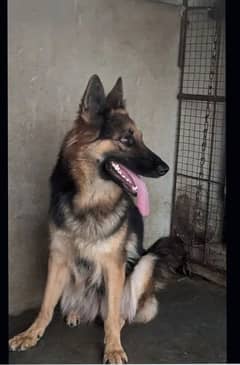 GERMAN SHERPARD PURE BREED