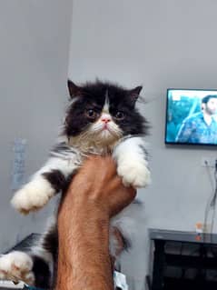 Persian beautiful Cat for sale0341/06/55/449 my WhatsApp number 0