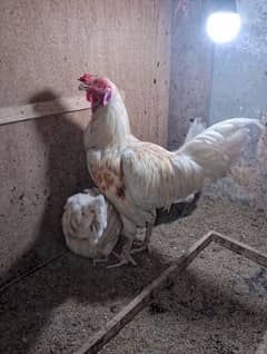 golden misri 2 murgiyan or 1 murga for sale