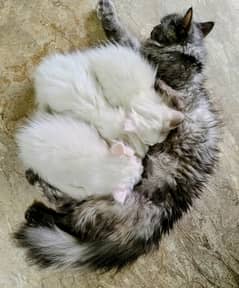 Triplet Pure-bred Kittens