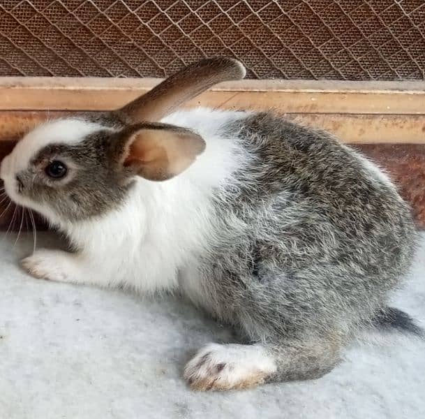 Beautiful & Fancy Rabbits Sale 3