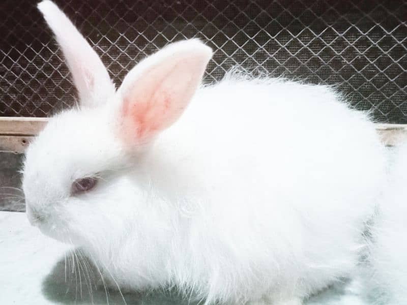 Beautiful & Fancy Rabbits Sale 4