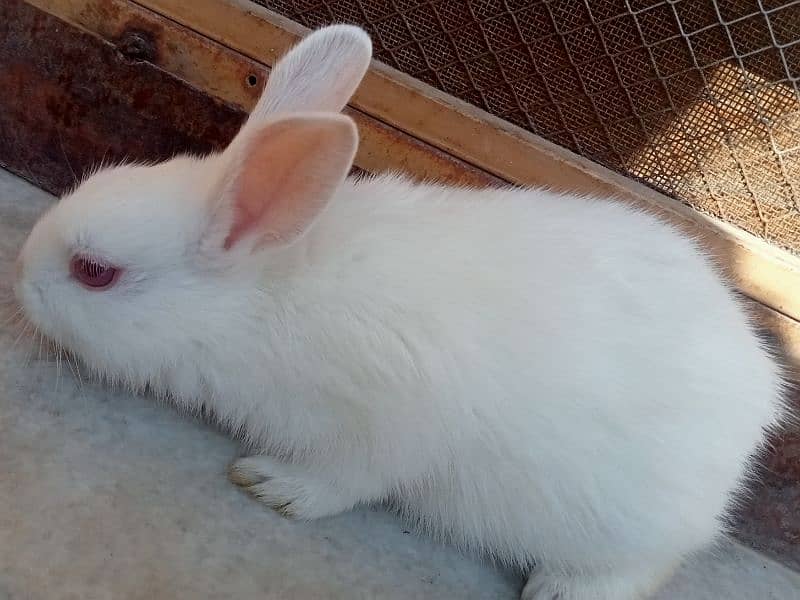 Beautiful & Fancy Rabbits Sale 5