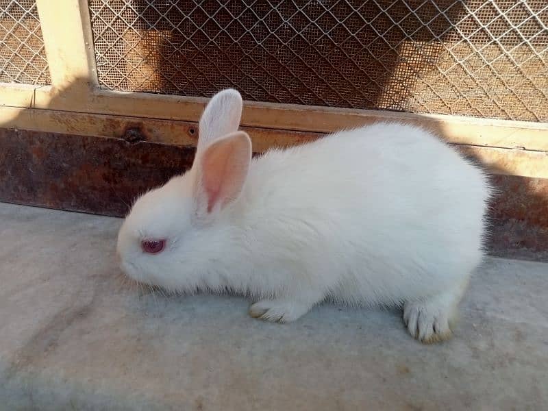 Beautiful & Fancy Rabbits Sale 6