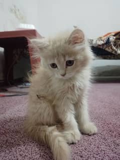 Persian cat for sale