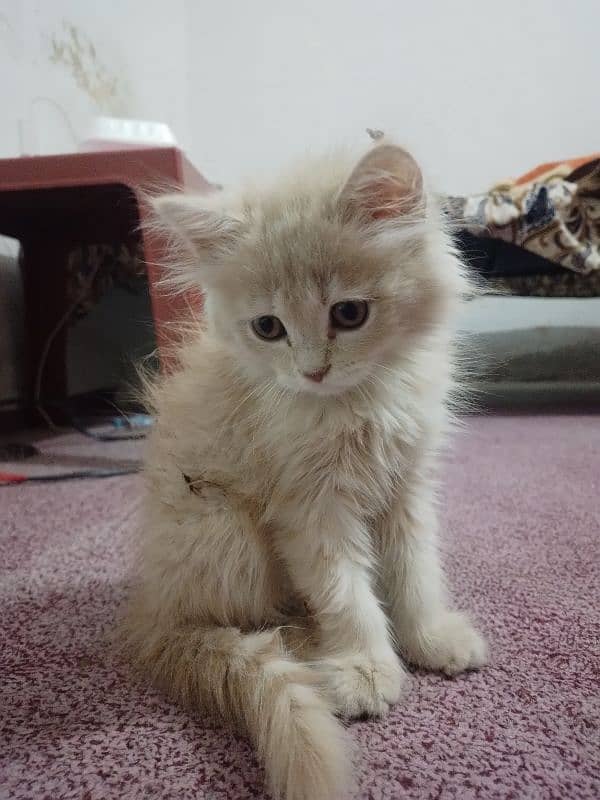 Persian cat for sale 0