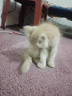 Persian cat for sale