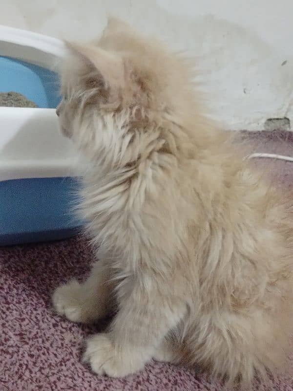 Persian cat for sale 2